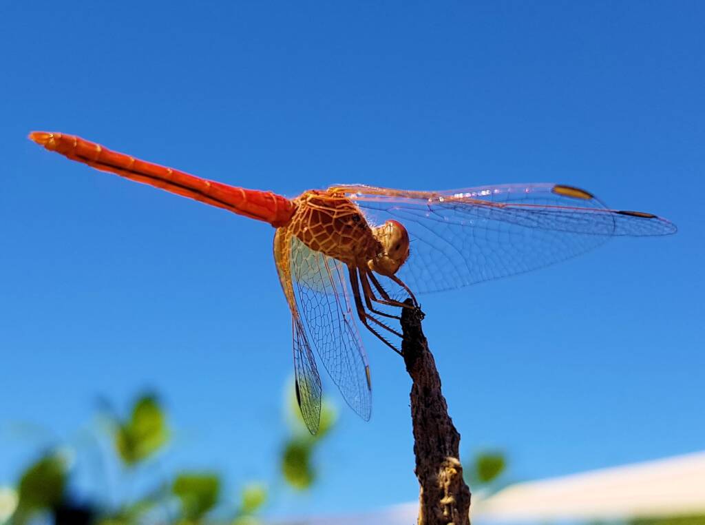 Scarlet Percher (Diplacodes haematodes), Alice Springs, NT