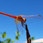 Scarlet Percher (Diplacodes haematodes), Alice Springs, NT