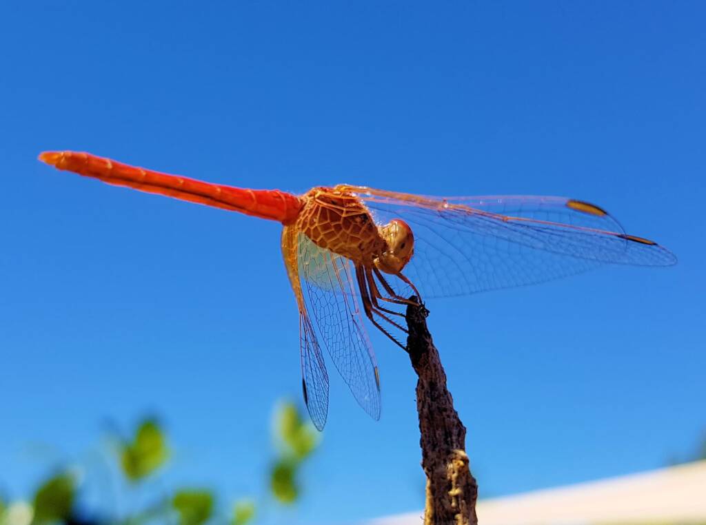 Scarlet Percher (Diplacodes haematodes), Alice Springs, NT