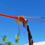 Scarlet Percher (Diplacodes haematodes), Alice Springs, NT