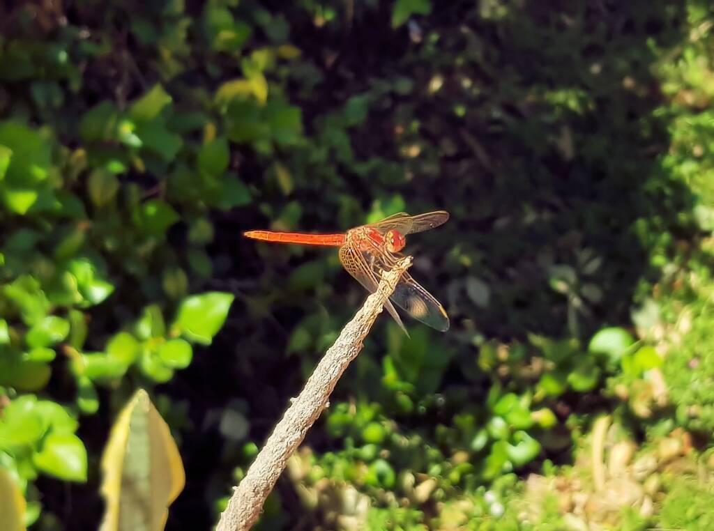 Scarlet Percher (Diplacodes haematodes), Alice Springs, NT