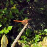 Scarlet Percher (Diplacodes haematodes), Alice Springs, NT