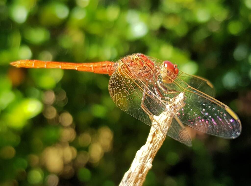 Scarlet Percher (Diplacodes haematodes), Alice Springs, NT