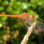 Scarlet Percher (Diplacodes haematodes), Alice Springs, NT