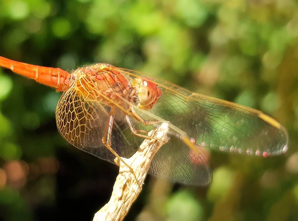 Scarlet Percher (Diplacodes haematodes), Alice Springs, NT