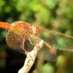 Scarlet Percher (Diplacodes haematodes), Alice Springs, NT