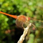 Scarlet Percher (Diplacodes haematodes), Alice Springs, NT