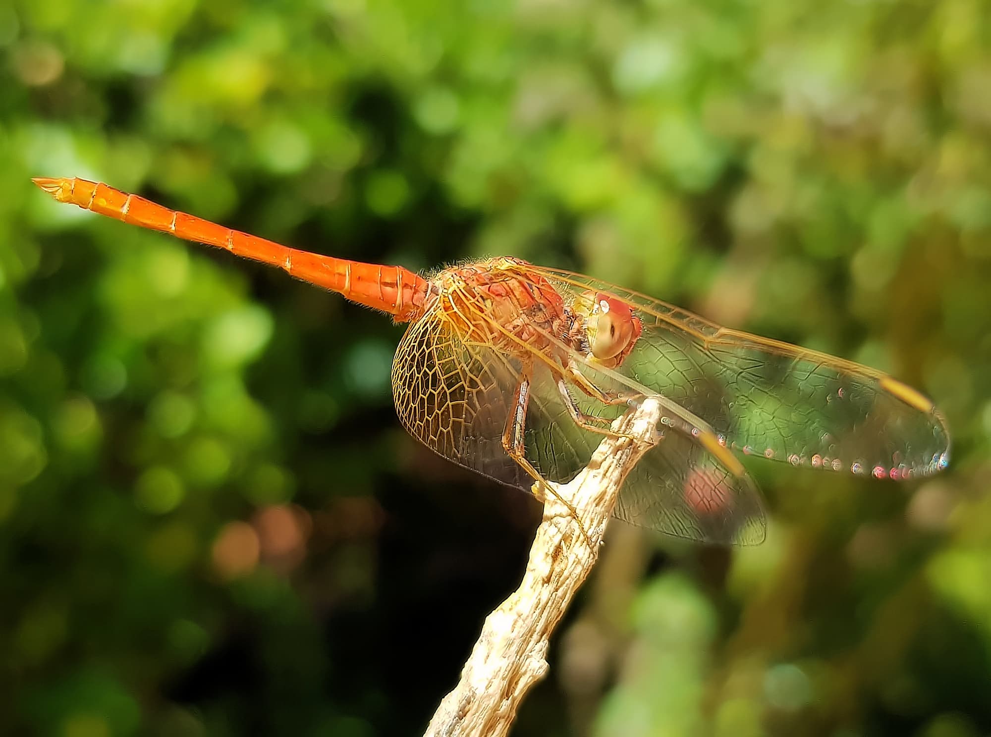 Scarlet Percher (Diplacodes haematodes), Alice Springs, NT