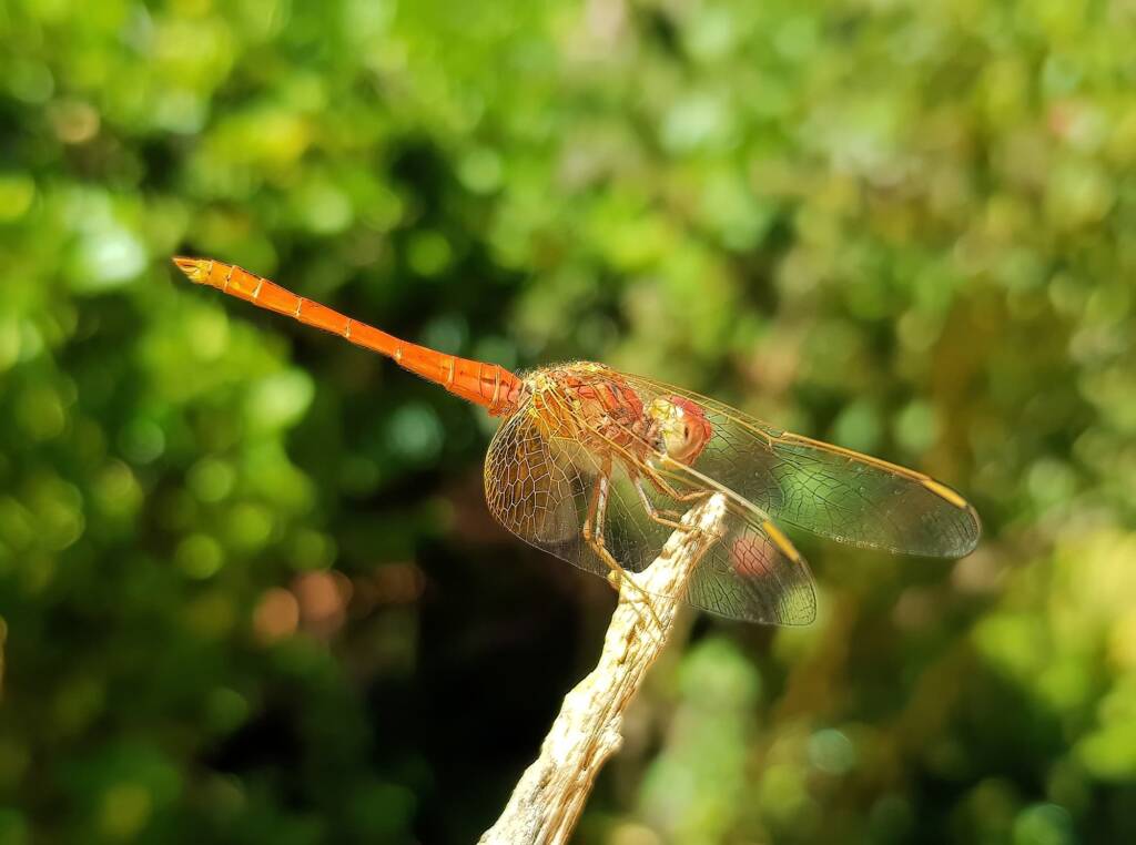 Scarlet Percher (Diplacodes haematodes), Alice Springs, NT