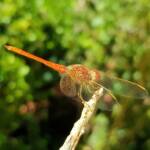 Scarlet Percher (Diplacodes haematodes), Alice Springs, NT