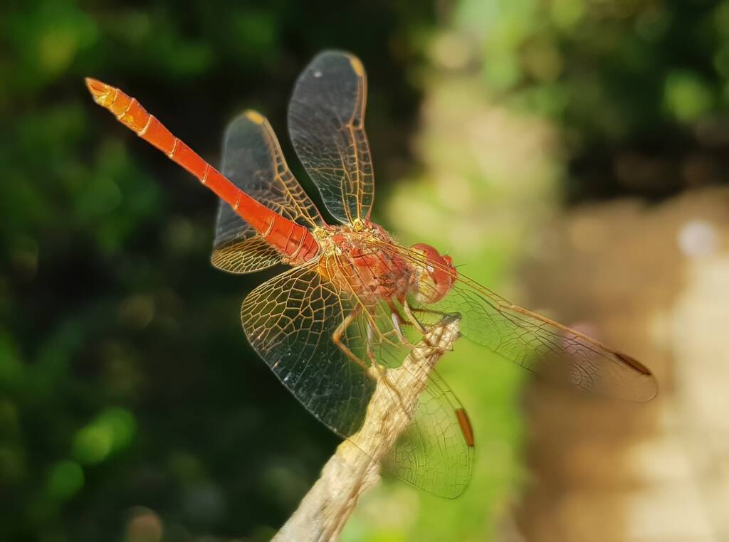 Scarlet Percher (Diplacodes haematodes), Alice Springs, NT
