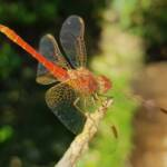 Scarlet Percher (Diplacodes haematodes), Alice Springs, NT