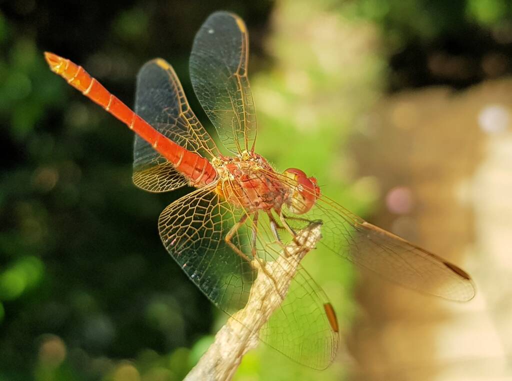 Scarlet Percher (Diplacodes haematodes), Alice Springs, NT