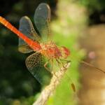 Scarlet Percher (Diplacodes haematodes), Alice Springs, NT