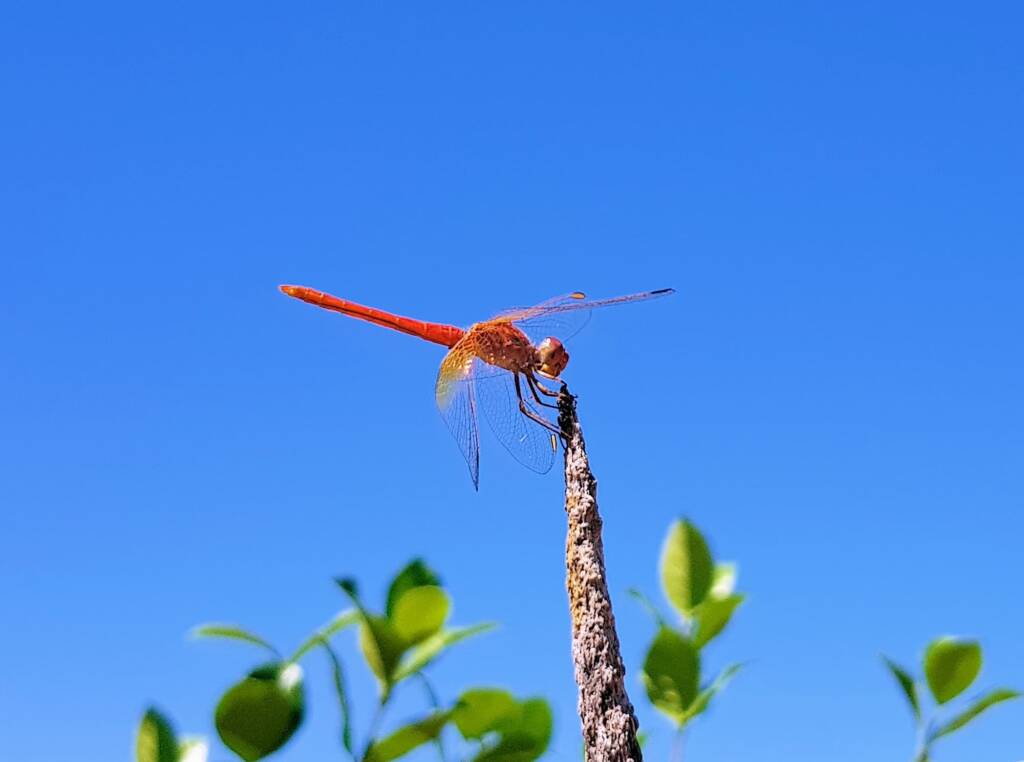 Scarlet Percher (Diplacodes haematodes), Alice Springs, NT