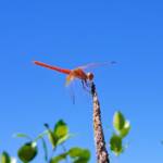Scarlet Percher (Diplacodes haematodes), Alice Springs, NT