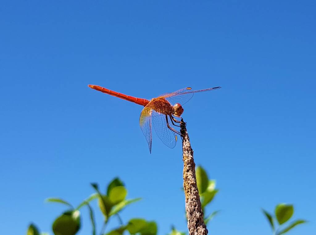 Scarlet Percher (Diplacodes haematodes), Alice Springs, NT