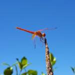 Scarlet Percher (Diplacodes haematodes), Alice Springs, NT