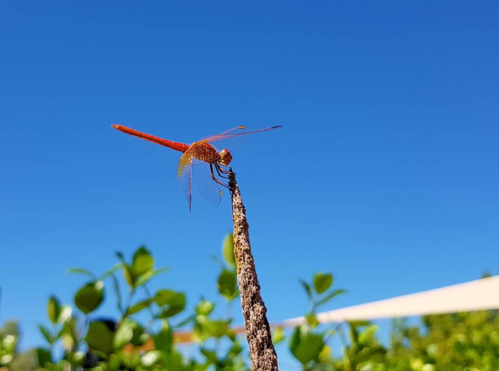 Scarlet Percher (Diplacodes haematodes), Alice Springs, NT