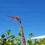 Scarlet Percher (Diplacodes haematodes), Alice Springs, NT