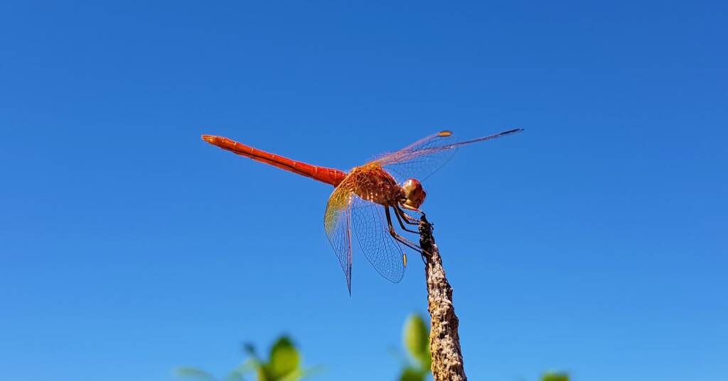 Scarlet Percher (Diplacodes haematodes), Alice Springs, NT
