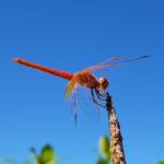 Scarlet Percher (Diplacodes haematodes), Alice Springs, NT