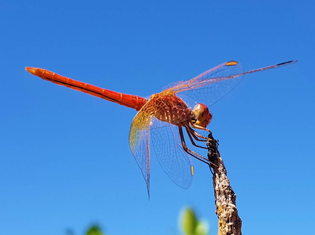 Scarlet Percher (Diplacodes haematodes), Alice Springs, NT