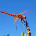 Scarlet Percher (Diplacodes haematodes), Alice Springs, NT