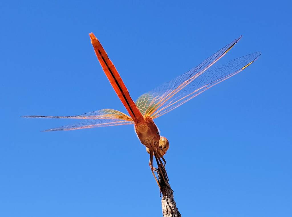 Scarlet Percher (Diplacodes haematodes), Alice Springs, NT