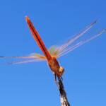Scarlet Percher (Diplacodes haematodes), Alice Springs, NT