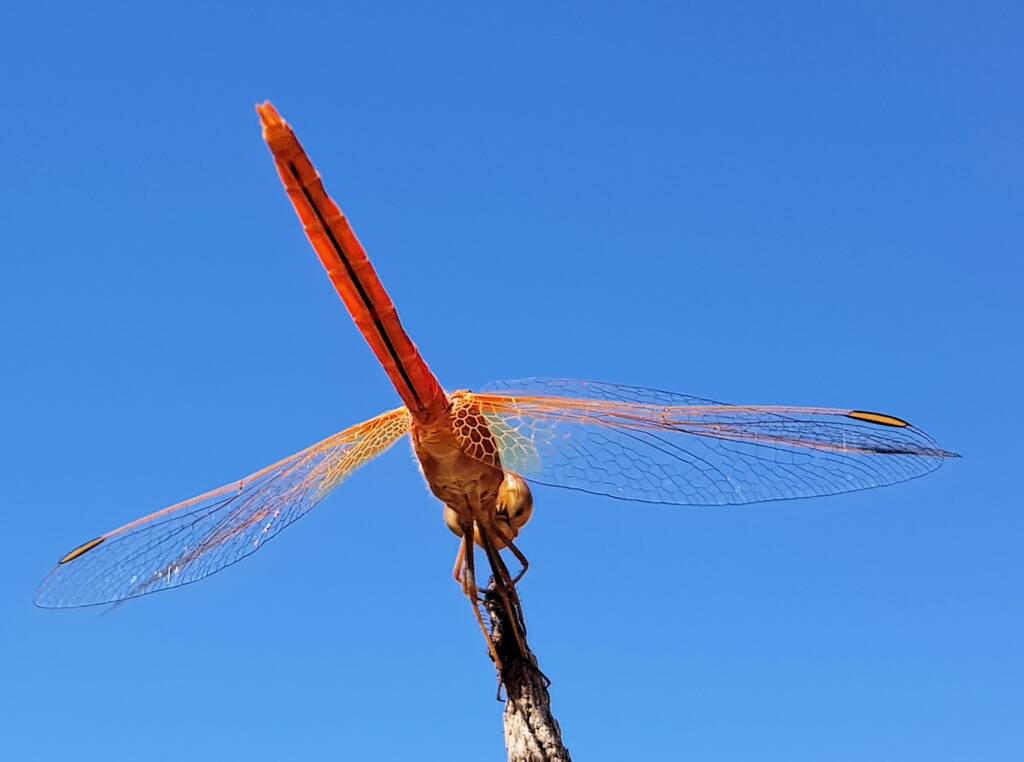 Scarlet Percher (Diplacodes haematodes), Alice Springs, NT