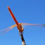 Scarlet Percher (Diplacodes haematodes), Alice Springs, NT