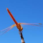 Scarlet Percher (Diplacodes haematodes), Alice Springs, NT