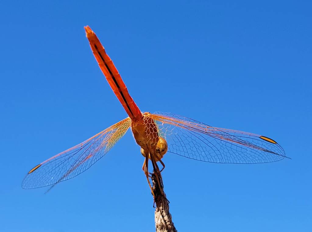 Scarlet Percher (Diplacodes haematodes), Alice Springs, NT
