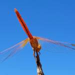 Scarlet Percher (Diplacodes haematodes), Alice Springs, NT