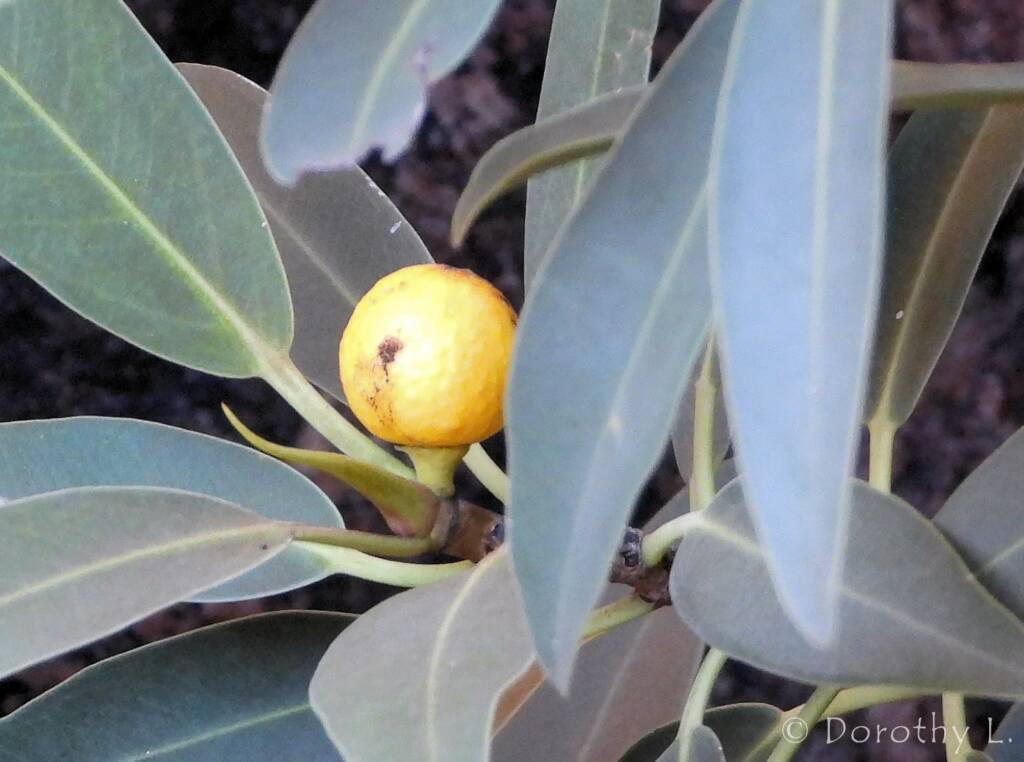 Native Fig at Simpsons Gap, NT