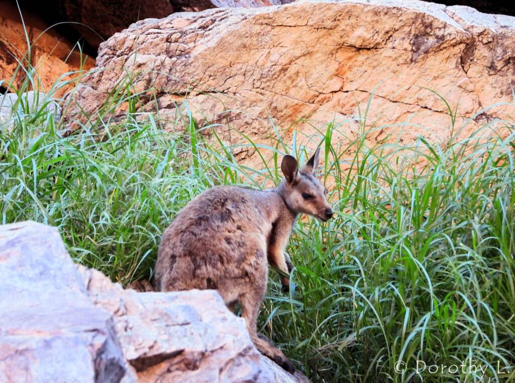 Black-footed Rock Wallaby, Simpsons Gap, NT