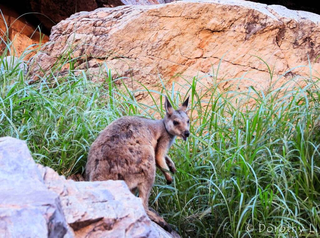 Black-footed Rock Wallaby, Simpsons Gap, NT