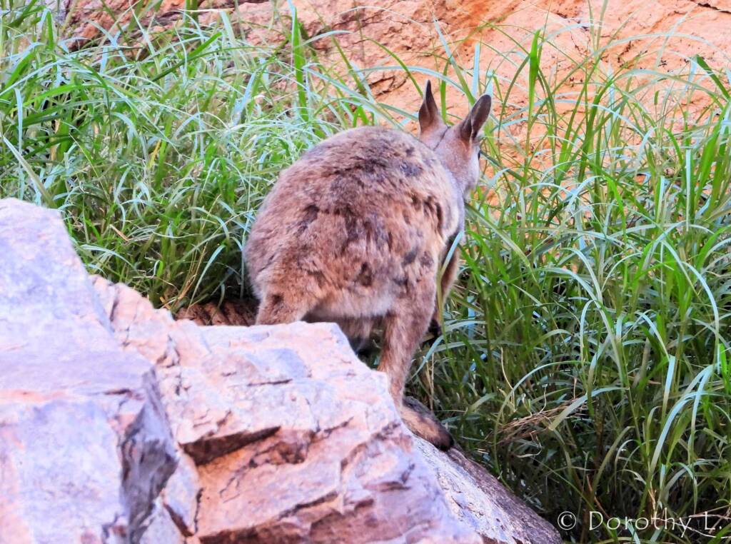 Black-footed Rock Wallaby, Simpsons Gap, NT