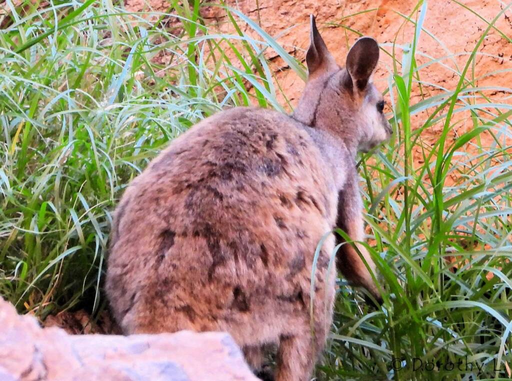 Black-footed Rock Wallaby, Simpsons Gap, NT