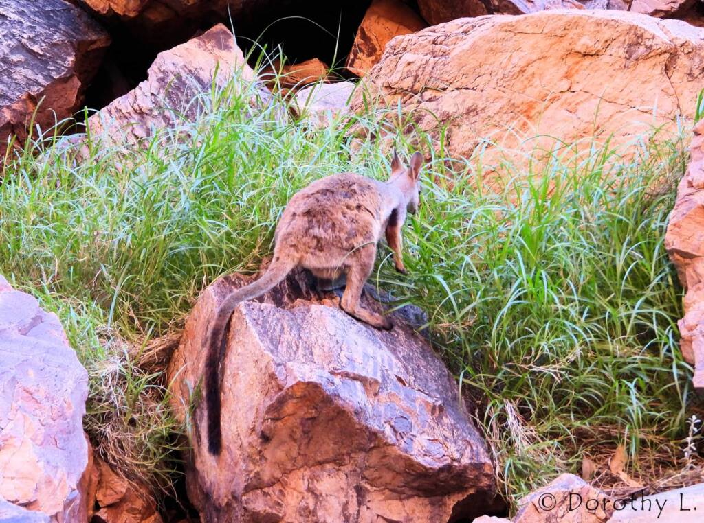 Black-footed Rock Wallaby, Simpsons Gap, NT