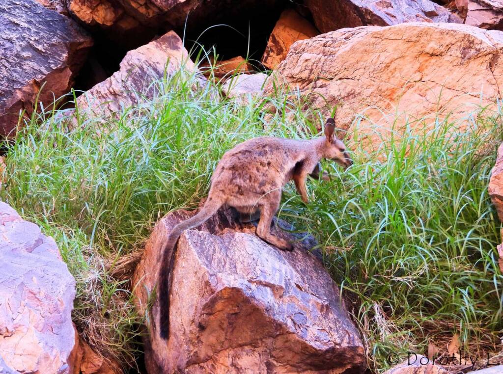 Black-footed Rock Wallaby, Simpsons Gap, NT