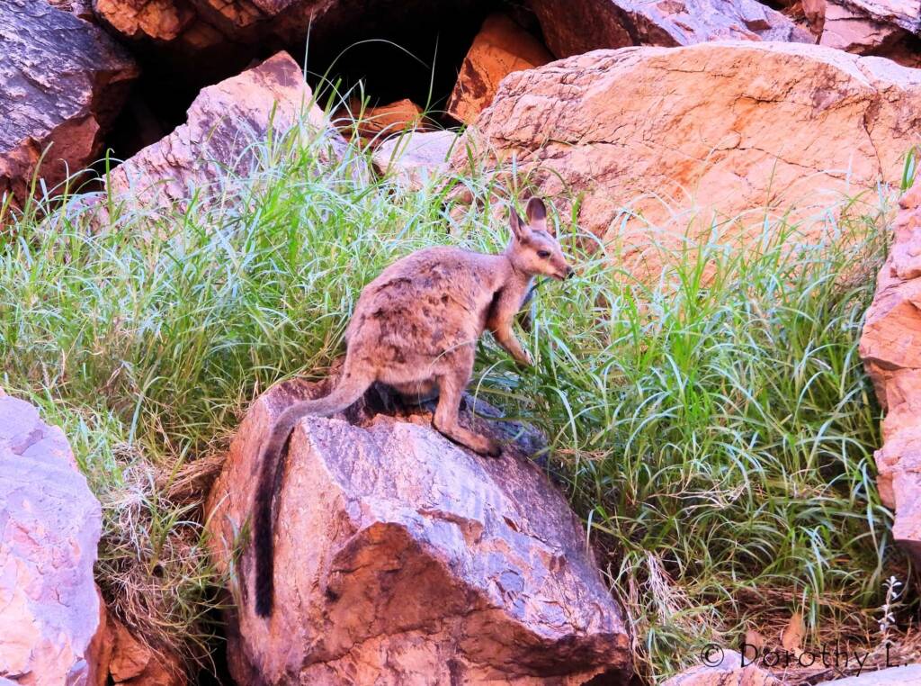 Black-footed Rock Wallaby, Simpsons Gap, NT