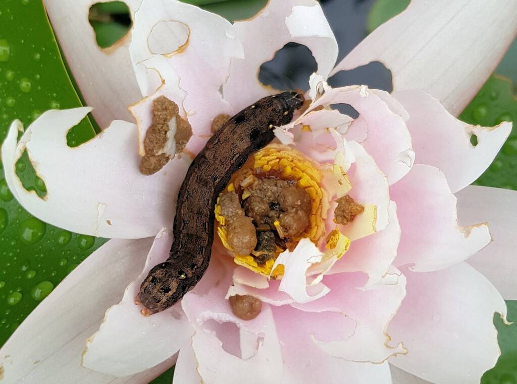 Spodoptera litura on lotus flower, Alice Springs NT
