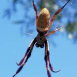 Australian Golden Orb Weaver (Trichonephila edulis), Alice Springs NT
