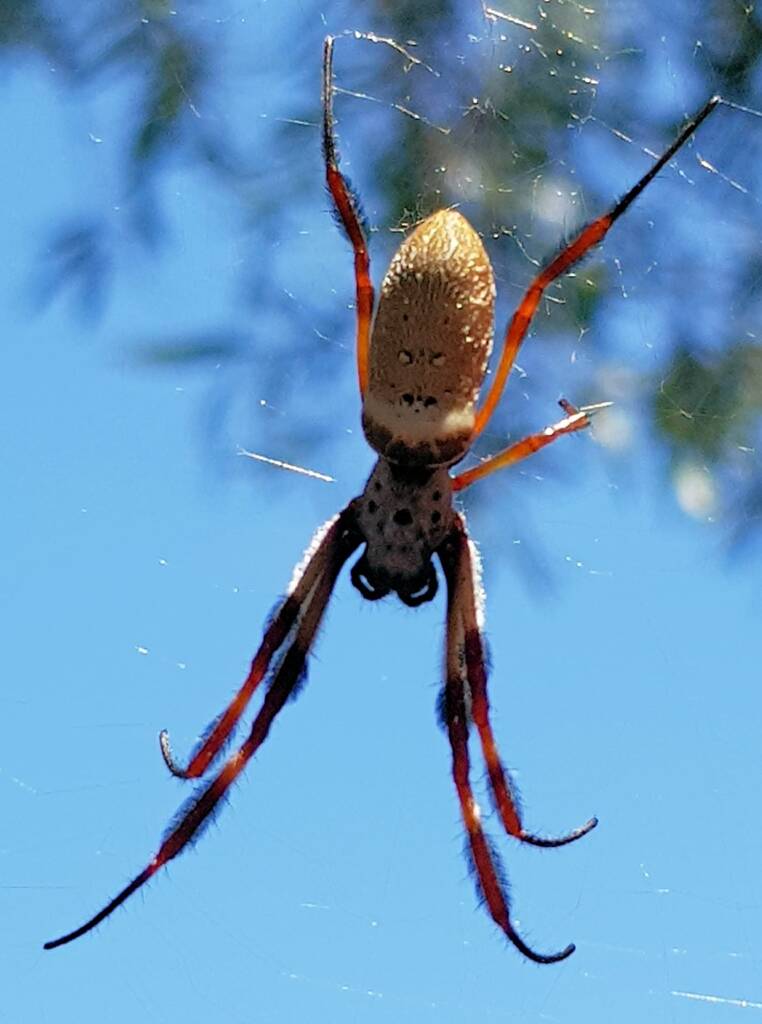 Australian Golden Orb Weaver (Trichonephila edulis), Alice Springs NT