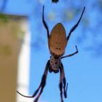 Australian Golden Orb Weaver (Trichonephila edulis), Alice Springs NT