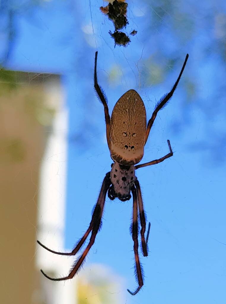 Australian Golden Orb Weaver (Trichonephila edulis), Alice Springs NT