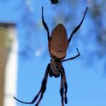Australian Golden Orb Weaver (Trichonephila edulis), Alice Springs NT