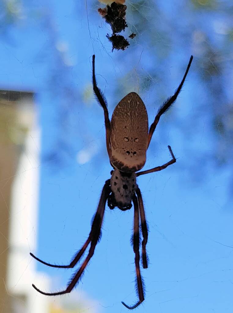 Australian Golden Orb Weaver (Trichonephila edulis), Alice Springs NT